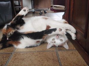 2012-02-11-gelderlander-chloe-kattenherplaatsing