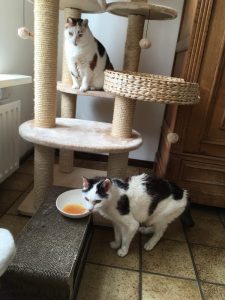 2018-kattensoep-miamor-pil-dieetvoer-kattenherplaatsing