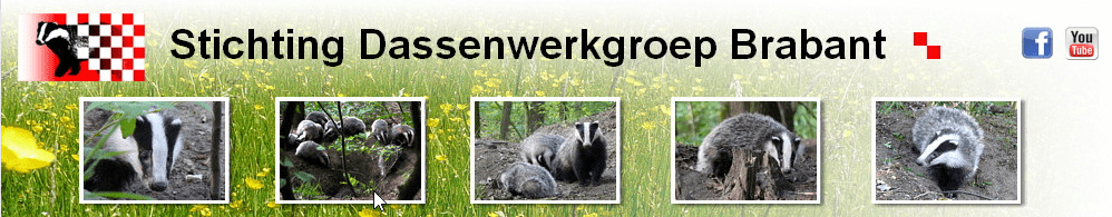 Dassenwerkgroep-Brabant-dassen-gevaarlijk-katten-kattenherplaatsing-lezersvraag