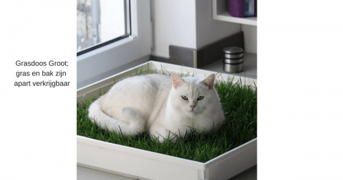 Grasdoos-groot-met-kat-productpagina-kattenherplaatsing