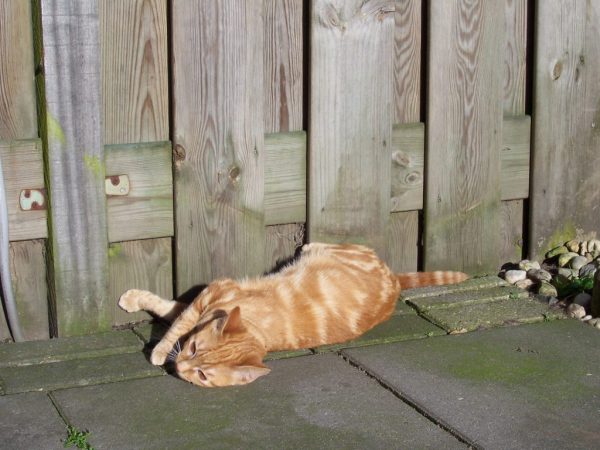 Sona-poes-krols-jong-castratie-kattenherplaatsing-voorlichting2