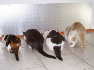 alle-poezen-gelderlander-kattenherplaatsing-marieke