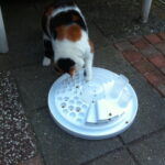 chloe-activity-board-voerpuzzel-kat-katten-kattenherplaatsing (1)