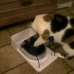 chloe-voerpuzzel-activity-board-kattenherplaatsing-verrijking