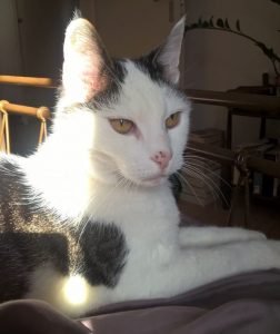 dieet-tonick-bejaarde-kat-medicatie-kattenherplaatsing