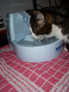 fontein-kat-meer-drinken-kattenherplaatsing-voorlichting (1)