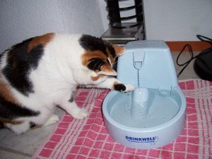 fontein-kat-meer-drinken-kattenherplaatsing-voorlichting (2)