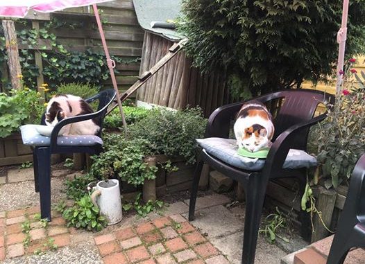 help-kat-op-dieet-apart-voeren-hoe-dieetvoer-kattenherplaatsing