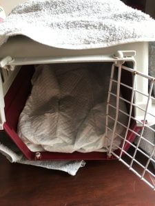 incontintentiematjes-puppy-kat-reismand-kattenherplaatsing-voorlichting1