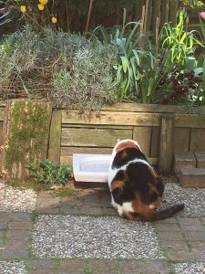 kat-meer-drinken-waterschaal-kattenherplaatsing-tips-oudere-kat-voerbakverhoger