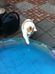 katten-en-warmte-kattenherplaatsing-voorlichting2