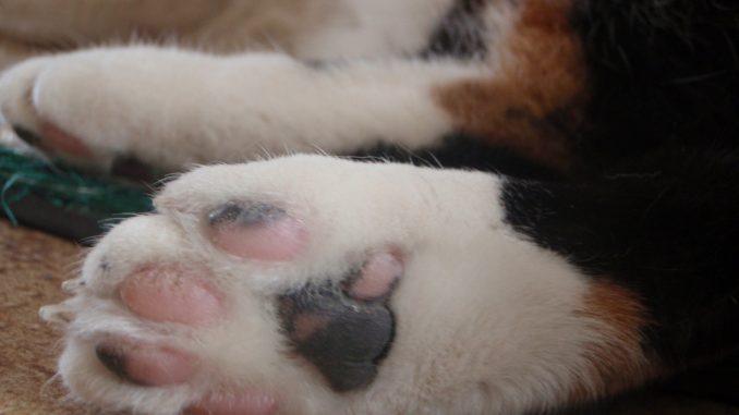 kattenpootjes-voetjes-kattenpootje-kattenherplaatsing-fotograaf-nienke-flipsen