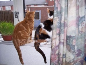 kittens-buiten-kijken-kattenherplaatsing-gras-kattengras-het-gaat-mis-met-de-nieuwe-kat