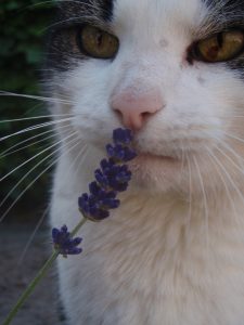 lavendel-jinn-fotograaf-nienke-flipsen-verrijking-kattenherplaatsing