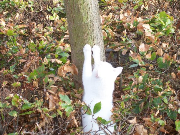 nagels-uitkrabben-boom-markeren-ontklauwen-kat-kattenherplaatsing-voorlichting