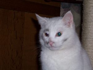 niet-gedaan-kerstverhaal-kattenherplaatsing-kat-gino-smeerpoets-hij-weet-dat-hij-iets-stouts-heeft-gedaan-kattenherplaatsing