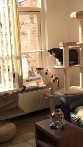 poezen-katten-krabpaal-verrijking-kattenherplaatsing (1)