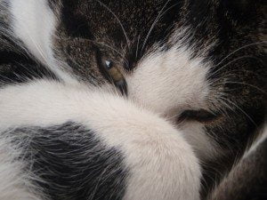 rouwproces-kat-kattenherplaatsing-voorlichting-jinn