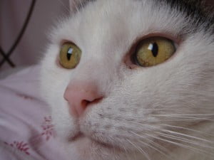 rouwproces-kat-kattenherplaatsing-voorlichting-tonick