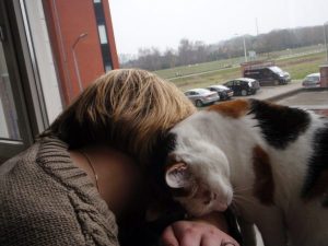 smeren-vegen-knuffelen-chloe-marieke-kattenherplaatsing