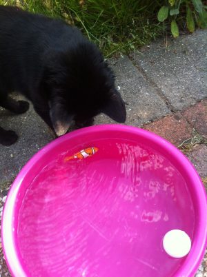 sneep-met-robovisjes2-katten-en-warmte-kattenherplaatsing-voorlichting