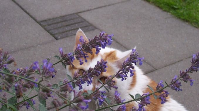 thomas-kattenkruid-nepeta-cataria-marieke-neus-tuin