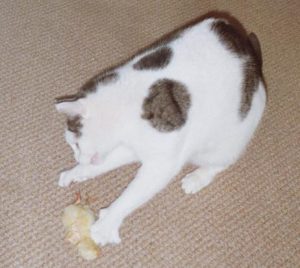 tonick-eendagskuiken-rauw-voeren-kattenherplaatsing-voorlichting