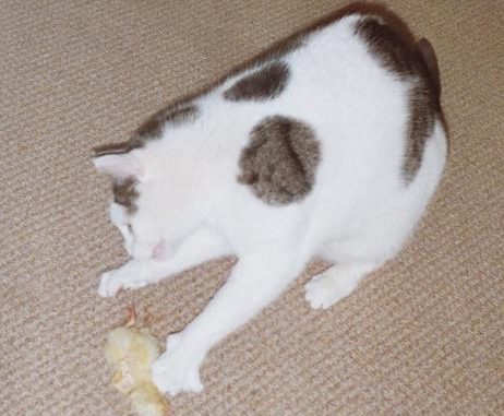 tonick-eendagskuiken-rauw-voeren-kattenherplaatsing-voorlichting