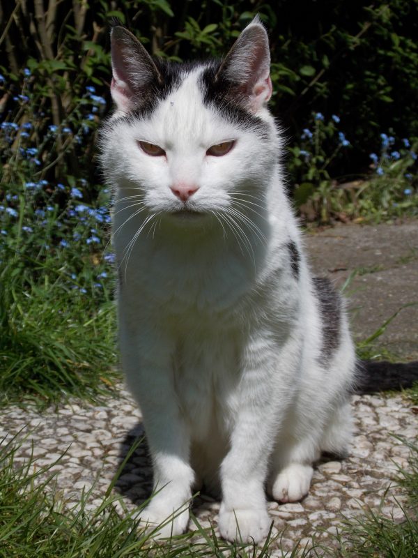 tonick-fotograaf-nienke-flipsen-laat-die-oude-kat-toch-inslapen-voorlichting-dierenarts