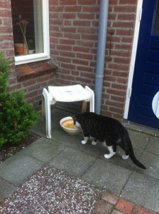 waterplaats-buiten-drinken-katten-en-warmte-kattenherplaatsing-voorlichting-tips-oudere-kat-voerbakverhoger