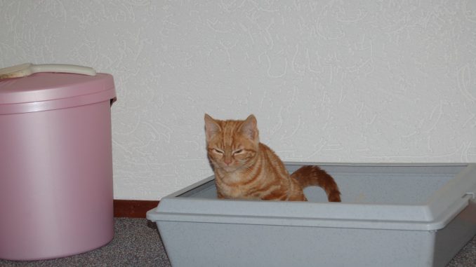 kat-kattenbak-kattenherplaatsing-voorlichting-kitten-sona