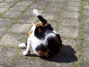 poes-billen-kont-wassen-vies-kattenvoorlichting (2)