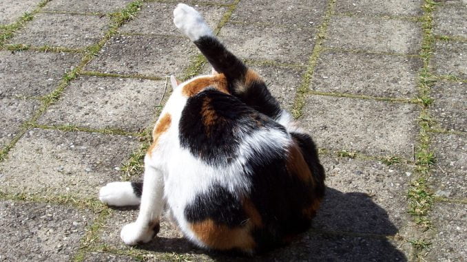 poes-billen-kont-wassen-vies-kattenvoorlichting (2)