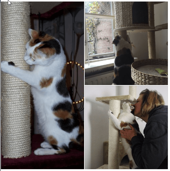 stokstaarten-chloe-compilatie-kattenherplaatsing-lief-katje