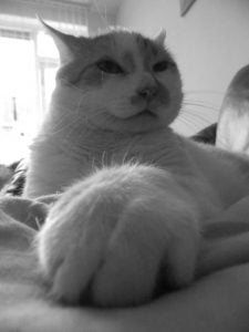 thomas-pootje-nagels-kattenvoorlichting