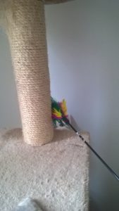 tonick-spelen-met-pluimpje-tablet-laser-verrijking-verenstok