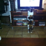 2012-04-09-chloe-tv-kijken-planet-kattenherplaatsing (1)
