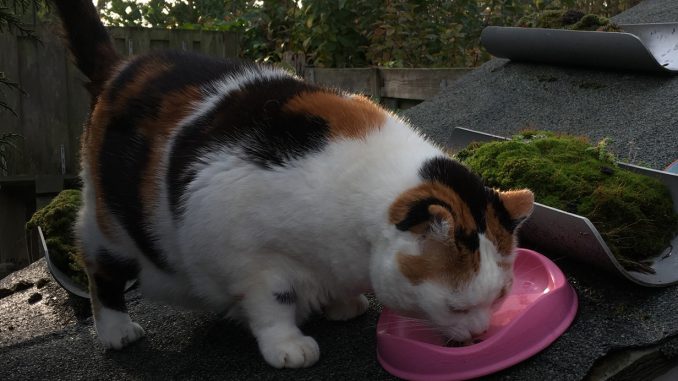 chloe-eten-beco-etensbakjes-bamboe-kattenvoorlichting