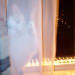 chloe-geestje-kerstmis-kat-kattenherplaatsing-kitten