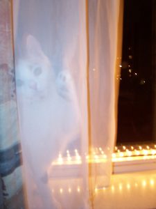 chloe-geestje-kerstmis-kat-kattenherplaatsing-kitten