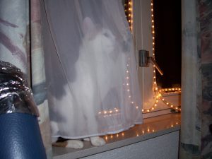 chloe-kerstmis-vitrage-kattenherplaatsing