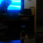 chloe-tvkijken-jungle-book-kattenherplaatsing