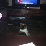 chloe-waterscene-dirty-dancing-tv-kattenherplaatsing