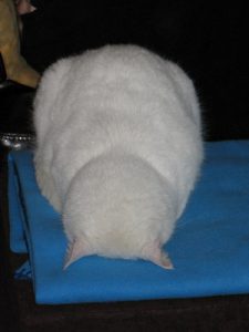 gino-witte-kat-kattenvoorlichting-kattenherplaatsing-gezicht-slapen