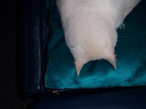 gino-witte-kat-kattenvoorlichting-kattenherplaatsing-gezicht-slapen