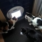 goed-afgericht-personeel-wacht-kattenluik-opendoen-kattenherplaatsing-leren