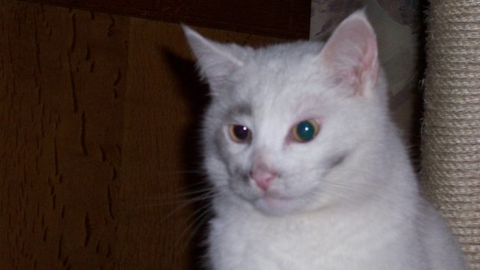 kat-gino-kattenherplaatsing-marieke