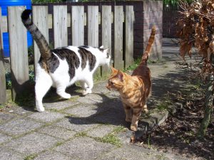 katten-vriendelijke-ontmoeting-straat.