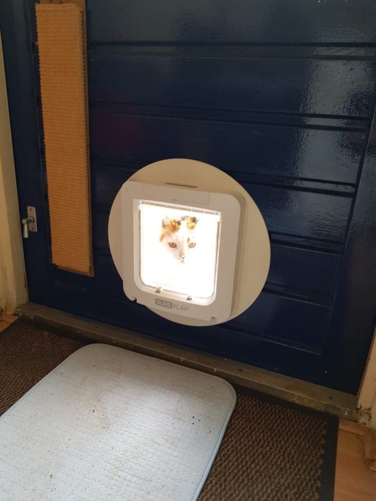 leren-kattenluik-kat-katten-voorlichting-gratis-kattenherplaatsing (7)