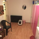 kamer-opvang-poes-kat-kattenvoorlichting-schoonmaak-van-de-opvangkamer-voor-katten